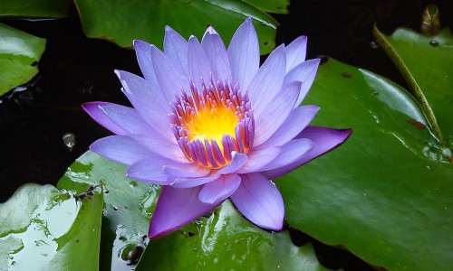 海金砂怎么服用-海金砂性味归经-海金砂怎么熬制,中国海金砂药用本草网站